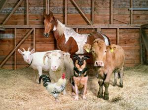 У Кабміні озвучили критерії для отримання держкомпенсації при будівництві тваринницьких ферм