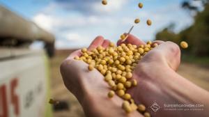 Україна збільшила експорт органічного насіння на 55%