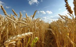 Як змінювалися ціни на пшеницю в Україні з 2000 року?