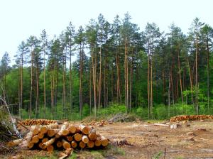 Мінагрополітики та експерти ЄС напрацювали шляхи реформування лісової галузі
