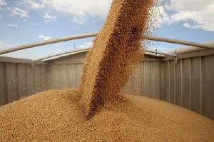 Пропозиція зернових у світі сягнула рекордного показника за всю історію