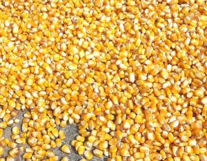 ТОП-3 області за кількістю фальсифікованого насіння кукурудзи