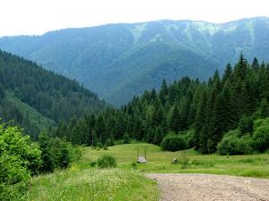 Ліси в Україні хочуть передати в приватні руки