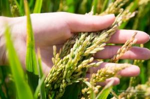 Вирощування рису в Україні — під загрозою