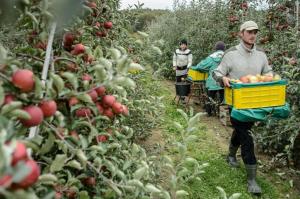Майже 25% мігрантів з України працюють у сільському господарстві