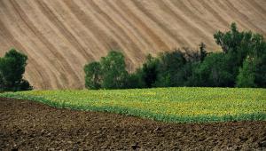 МВФ чекає масштабної земельної реформи в Україні — заява