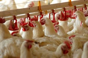Місія ЄС завершила оцінку якості вітчизняної системи держконтролю за виробництвом м’яса птиці
