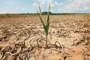Через посуху світовий агросектор втратив $96 млрд США — ФАО