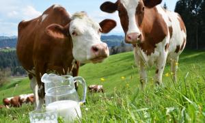 З 1 липня 2018 року в Україні не буде молока другого сорту, — Держпродспоживслужба