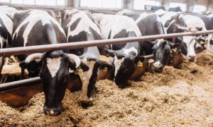 Зниження поголів’я тварин на фермах призвело до скорочення виробництва комбікормів на 33-65%