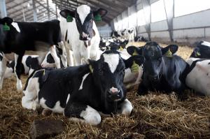 Термін подання документів для отримання дотації на корів подовжено до 1 травня, — Мінагрополітики