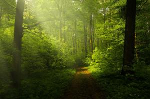 Аграрний комітет зареєстрував 6 законопроектів щодо розвитку лісової галузі