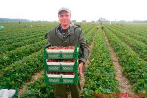 Українські гастарбайтери рятують сільське господарство Польщі, – експерт