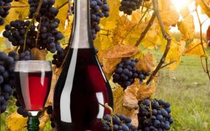 Україна має високий потенціал для виробництва високоякісних червоних вин, – НААН