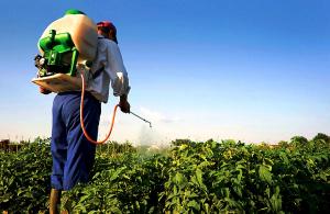 У Кабміні затвердили порядок проведення еколого-експертної оцінки пестицидів і агрохімікатів