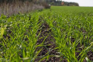 Врожай пшениці у 2018 році очікують на рівні 28 млн т, — експерт