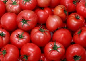 Українським виробникам томатів загрожує південноамериканська томатна міль