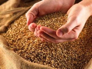 Державна продовольчо-зернова корпорація України почала використовувати систему аграрних товарних розписок