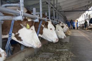 Прибутковість виробництва молока рекордно знизилася – на 13,3%, – ФАО