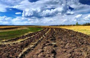 Ціна мораторію на продаж землі в Україні – мільярди доларів, – Світовий Банк