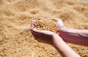 Необхідно скасувати ПДВ для всіх учасників ринку зернових та олійних культур, — УЗА