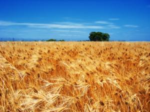Експортні ціни на українську пшеницю зросли на 20%, – ФАО 