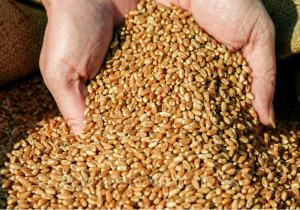 Україна входить до трійки найбільших експортерів зерна у світі, – Порошенко 