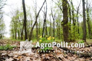 В Україні відтворено понад 260 тис. га площі лісів за 5 років, – Держлісагенство