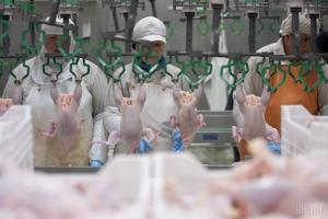 Україна відкрила новий ринок в Азії для експорту курятини та яєць