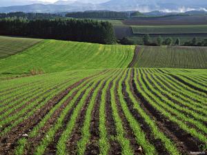 Оприлюднили рейтинг урожайності сільськогосподарських угідь у різних регіонах України