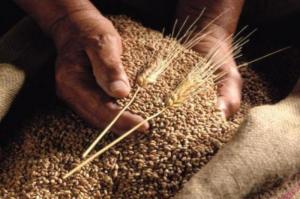 На український ринок зайшла одна із найбільших  зернових корпорацій Австралії GrainCorp