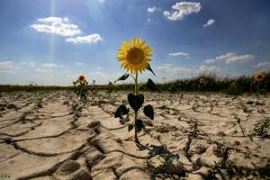 ФАО допоможе Україні адаптувати сільське АПК до кліматичних змін, – Ковальова 