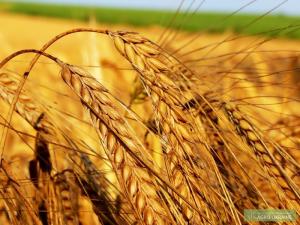 Через посуху Україна може втратити 50% врожаю, – ВАР 