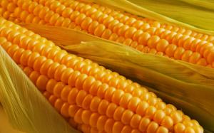 Через подорожчання українська кукурудза втратила експортерів з ЄС