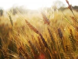 Через посуху урожай озимої пшениці зменшиться на 8-10% — Укргідрометцентр 