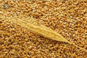  Відбулася демонстація 100 сортів зернових Миронівського інституту пшениці 