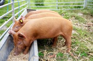 В Україні є можливості запровадити американську програму якості свинини – експерт