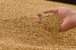 Україна експортувала 40 млн т зернових, – Держпродспоживслужба 