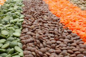 В Україні імпорт насіння в 44 рази перевищив експорт, – Інститут аграрної економіки