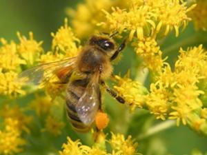 Фермери з Донбасу отримали 150 бджолосімей як гуманітарну допомогу, – ФАО
