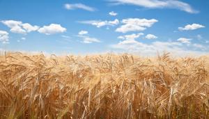 Сьогодні відбудеться аграрний день, на якому розглянуть 10 аграрних законопроектів, – Бакуменко 