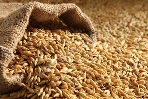 У філії ДПЗКУ уже надійшло утричі більше зерна, ніж торік