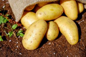 У двох областях України виявили рак картоплі