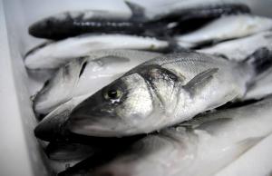 Експорт української риби до Молдови склав $256 тис. за півроку 
