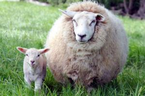 Поголів’я овець і кіз в Україні скоротилося на 4,1%, – Держстат 