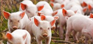 Аграріїв зобов’яжуть вносити свиней в електронний реєстр 