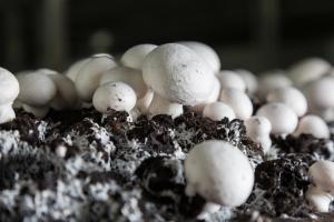 На Київщині запрацює потужний виробник грибів