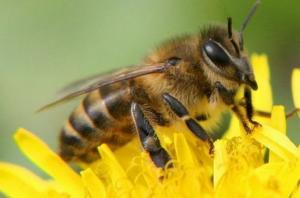Причиною загибелі 53% бджіл під час мору стали хімікати, – Держпродспоживслужба 