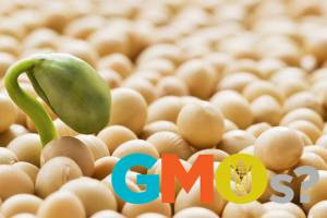 Підраховано дохід агросектору від ГМО