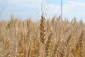 Зупинено спробу незаконного експорту партії пшениці вартістю 33,3 млн грн